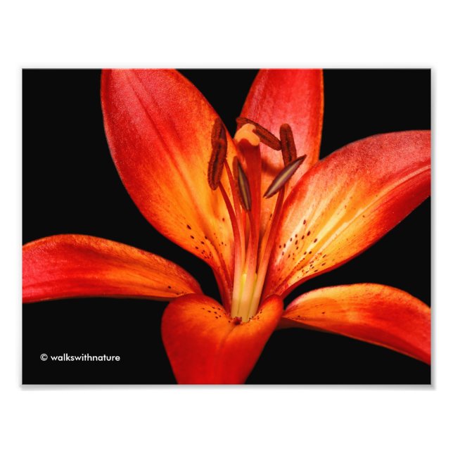 Fisk röd Orange Asiatic Lily Gran Paradiso Fototryck (Framsidan)