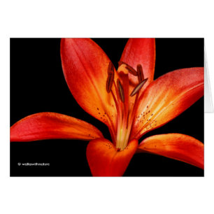 Fisk röd Orange Asiatic Lily Gran Paradiso Hälsningskort