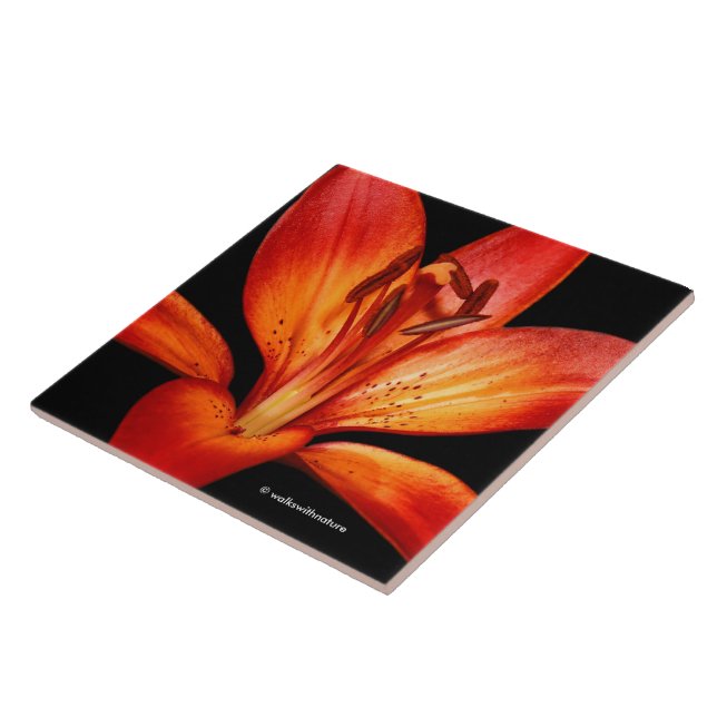 Fisk röd Orange Asiatic Lily Gran Paradiso Kakelplatta (Sidan)