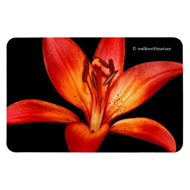 Fisk röd Orange Asiatic Lily Gran Paradiso Magnet (Horisontell)