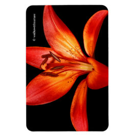 Fisk röd Orange Asiatic Lily Gran Paradiso Magnet