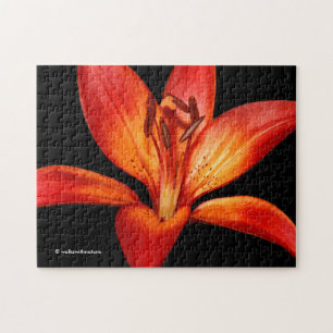 Fisk röd Orange Asiatic Lily Gran Paradiso Pussel