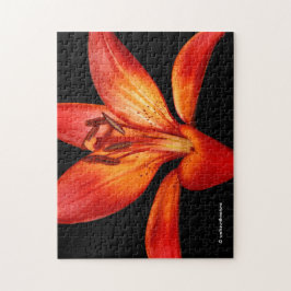 Fisk röd Orange Asiatic Lily Gran Paradiso Pussel