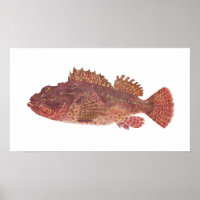 Fisk - rödtorsk Sten - Scorpaena cardinalis