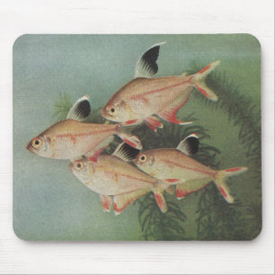 Fisk - Rosy Tetra - Hyphessobrycon rosaceus Musmatta