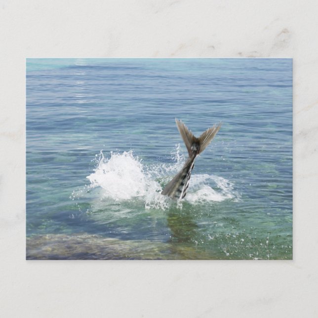 Fisk som blåser i havet vykort (Framsida)