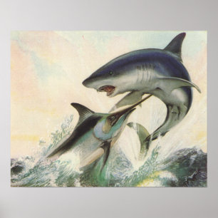 Fisk - svart Marlin & Mako Shark Poster