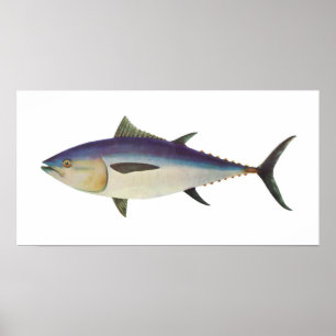 Fisk - sydlig Bluefintonfisk - Thunnusmaccoyii Poster