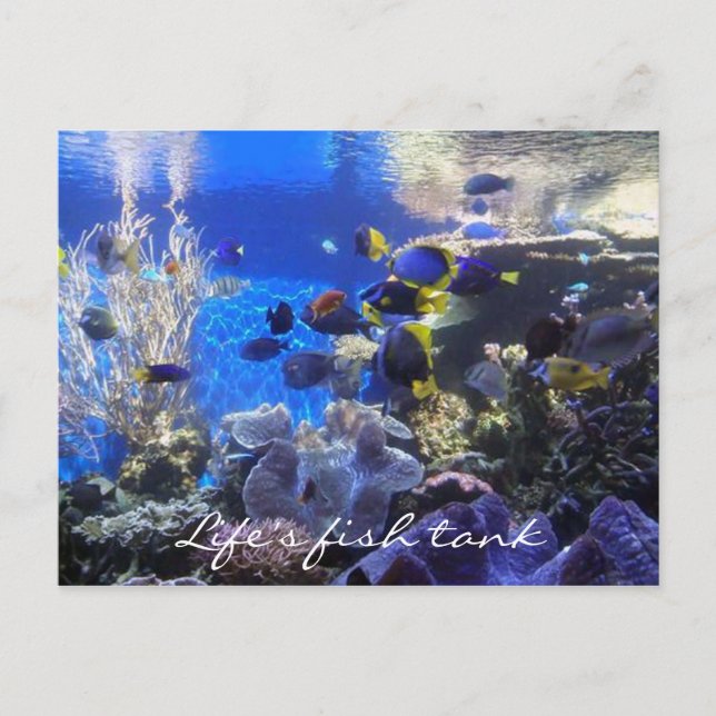 Fisk tank 2-vykort vykort (Framsida)