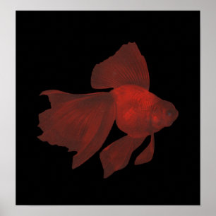 Fisk - Veiltail Goldfish - Carassius auratus Poster