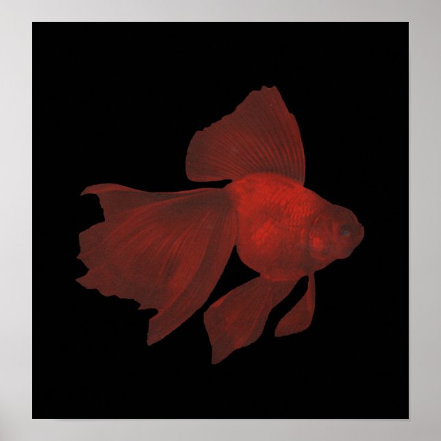 Fisk - Veiltail Goldfish - Carassius auratus Poster (Framsidan)