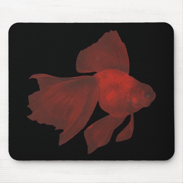 Fisk - Veiltail guldfisk - Carassiusauratus Musmatta (Framsidan)