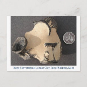 Fisk vertebrakol fossil vykort