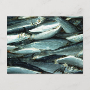 Fisk Vykort