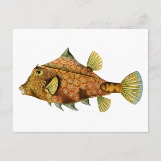 Fisk Vykort (Framsida)