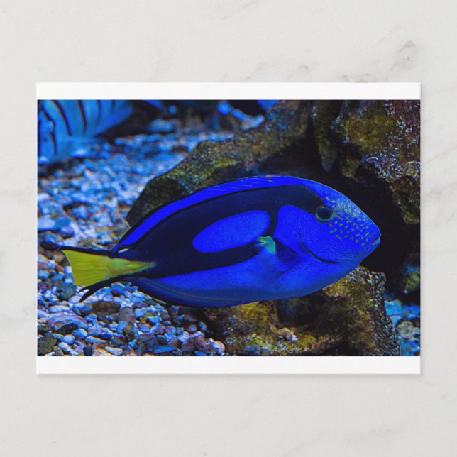 Fisk Vykort (Framsida)