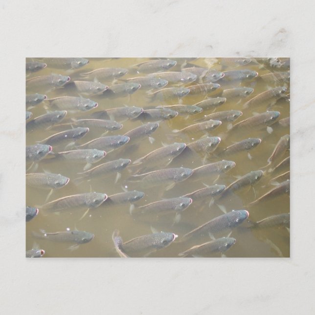 FISK VYKORT (Framsida)