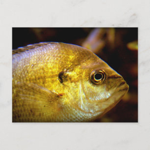 Fisk Vykort