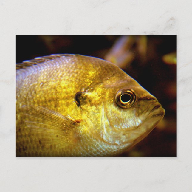 Fisk Vykort (Framsida)