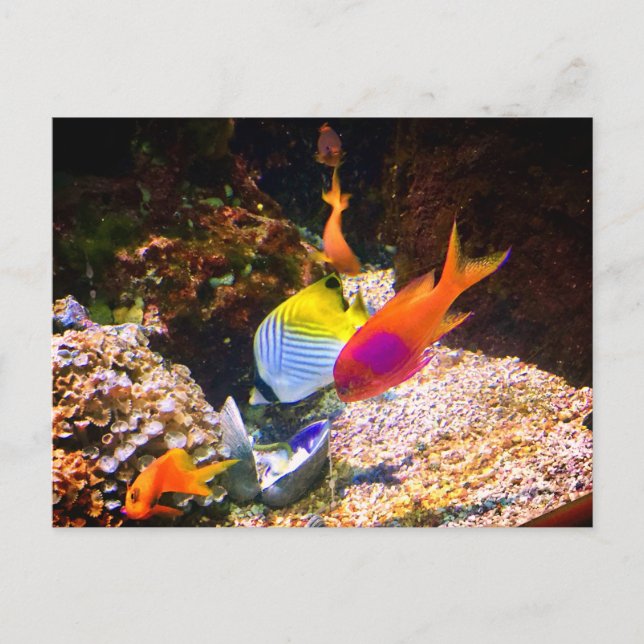 Fisk vykort (Framsida)