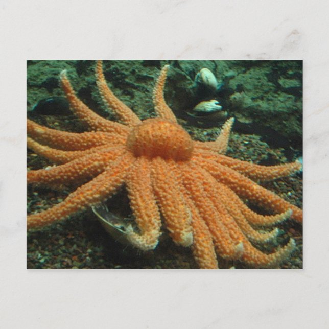 Fisk Vykort (Framsida)