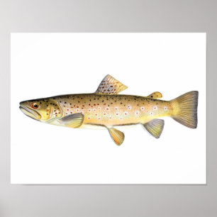 Fiska affischen - brun forellfisk poster
