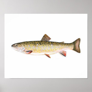 Fiska affischen - kvinnlig fisk för bäckforell poster