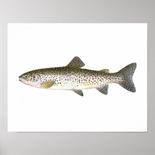 Fiska affischen - öringfisk poster