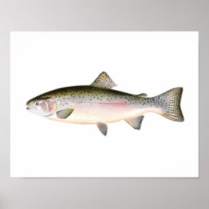 Fiska affischen - regnbågeforellfisk poster
