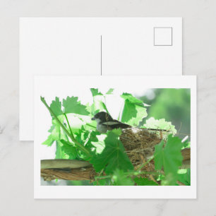 Fiskaal Laksman Fiscal Shrike Bird Nest Vykort