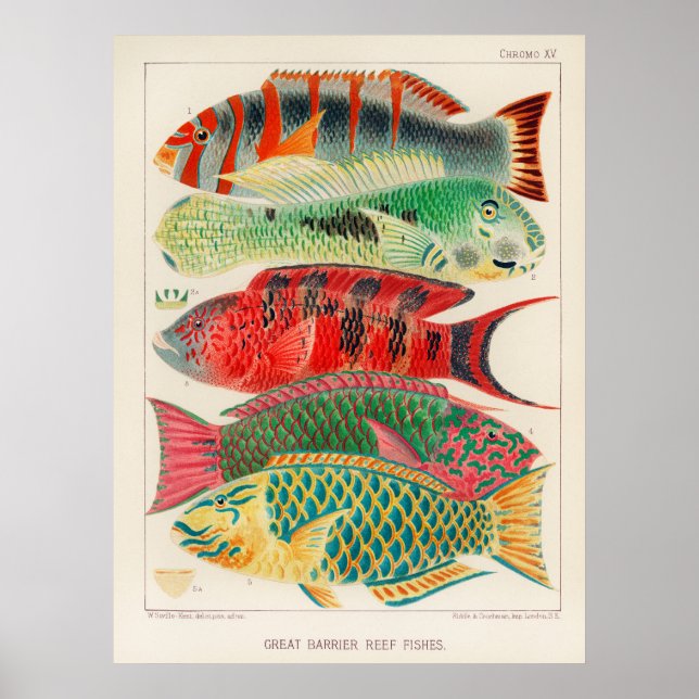 Fiskar 2 affisch (Framsidan)