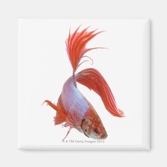Fiskar av siamesisk tjurfäktning (Betta splendens) Magnet (Framsidan)