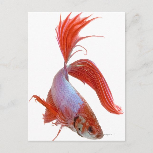 Fiskar av siamesisk tjurfäktning (Betta splendens) Vykort (Framsida)