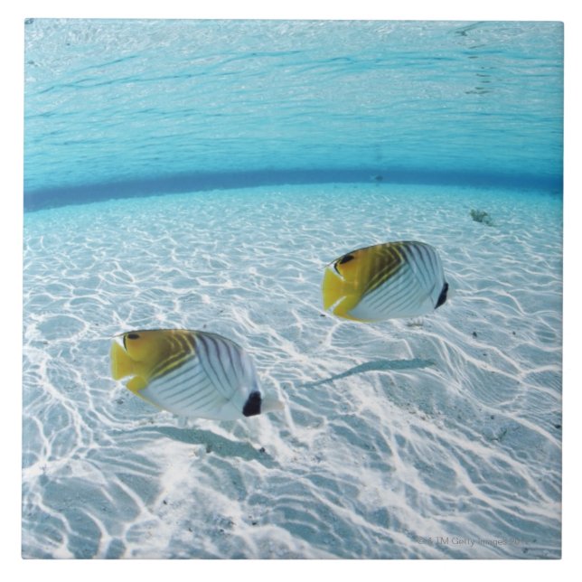 Fiskar i havet 2 kakelplatta (Framsidan)