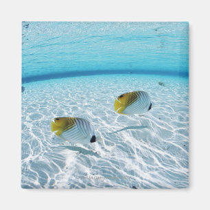 Fiskar i havet 2 magnet