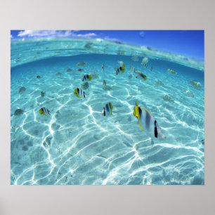 Fiskar i havet 3 poster