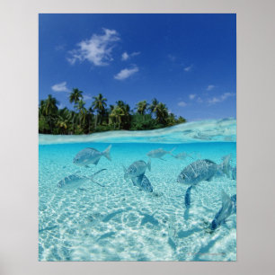 Fiskar i havet poster