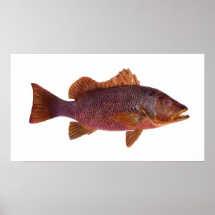 Fiskar - Lila Sea Perch - Lutjanus superbus Poster