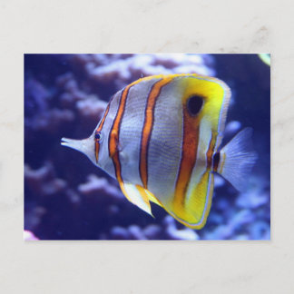 FISKARE I FISKEPOSTCARD VYKORT