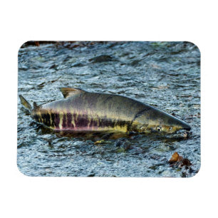 Fiskare Kärlek de Salmon Magnet
