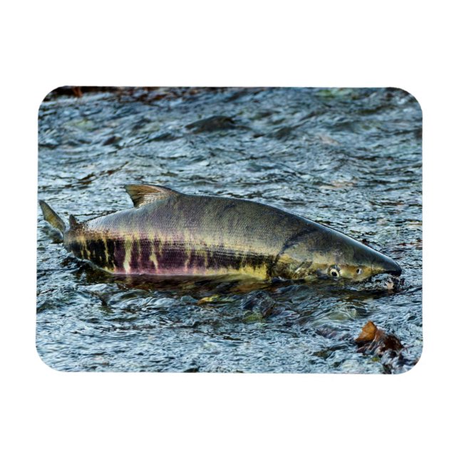 Fiskare Kärlek de Salmon Magnet (Horisontell)