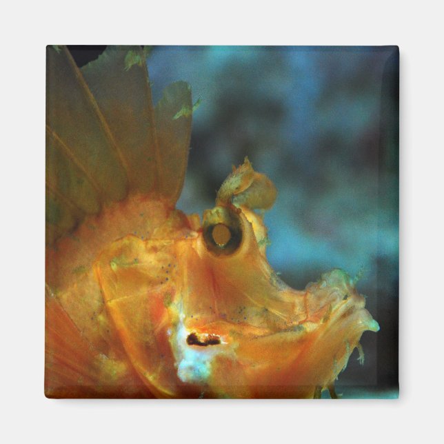 fiskare magnet (Framsidan)