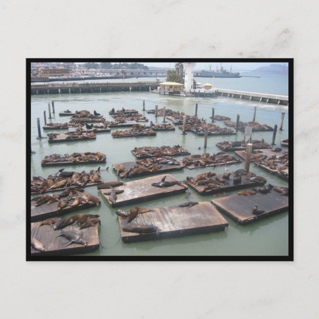 Fiskarvig sälar vykort (Framsida)