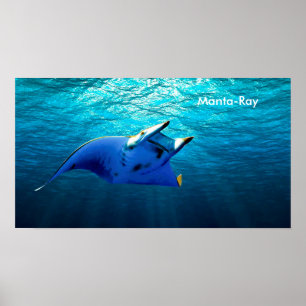 Fiskbild för poster