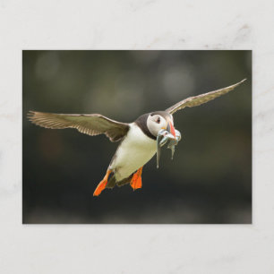 Fiske efter atlantisk puffin med beak vykort