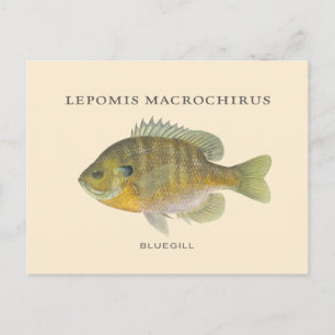 Fiske efter bläckfisk vykort