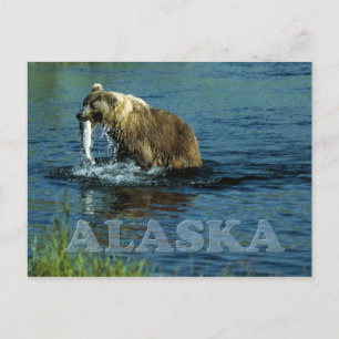 Fiske efter brunbjörn i Alaska Vykort