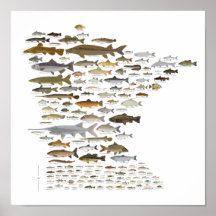 Fiske efter Minnesota