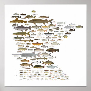 Fiske efter Minnesota Poster