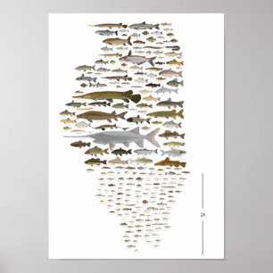 Fiske efter Poster illinois